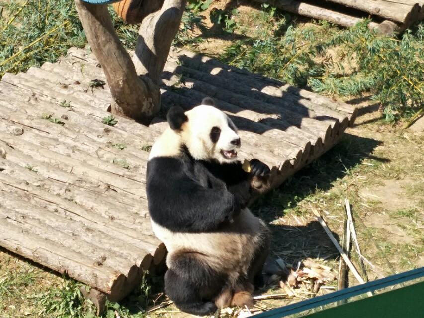 警惕！动物园异常现象，淹在水里的大象——立即撤离！