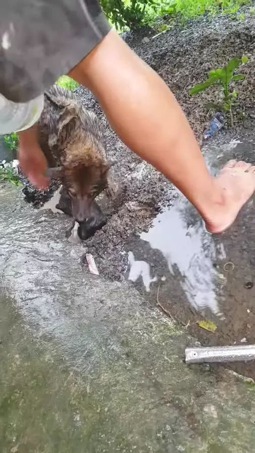 风雨中的英雄少年，男孩不惧黑暗，冒险救出四只被困黑洞的小狗