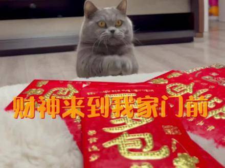 小猫的祝福，今年你将迎来大财，感谢这幸运的小使者！