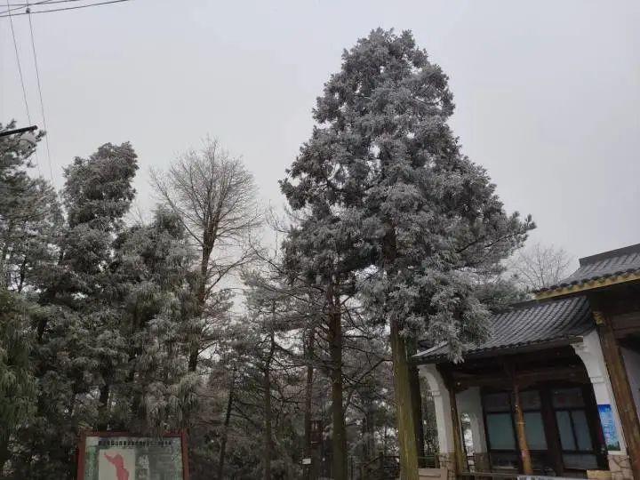 惊！浙江一地为领导赏雪竟封路？官方回应引爆舆论！