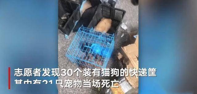 带狗取快递竟酿悲剧！谁该为无辜猫咪的惨死负责？