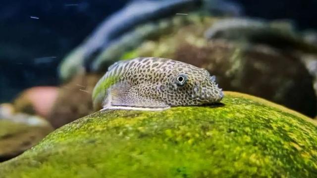 震惊！北京竟隐藏如此神秘生物，新物种命名背后藏着什么惊天秘密？