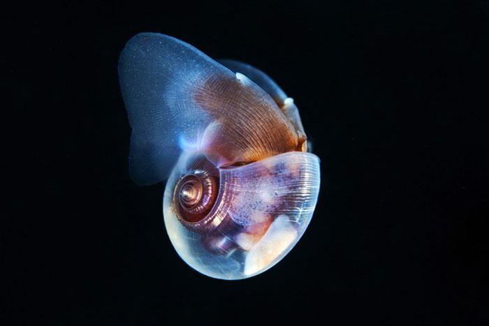 海里生物离开水后竟然还能存活