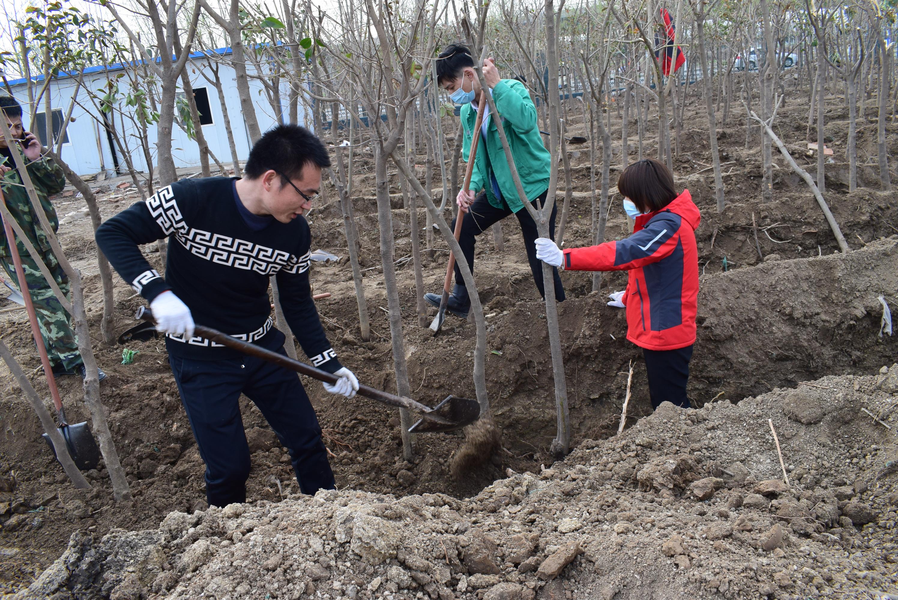 惊！3月12日植树节竟暗藏惊天秘密？澳门人看完都坐不住了！